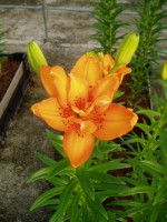 [1614 OrangeTwins No01.JPG]